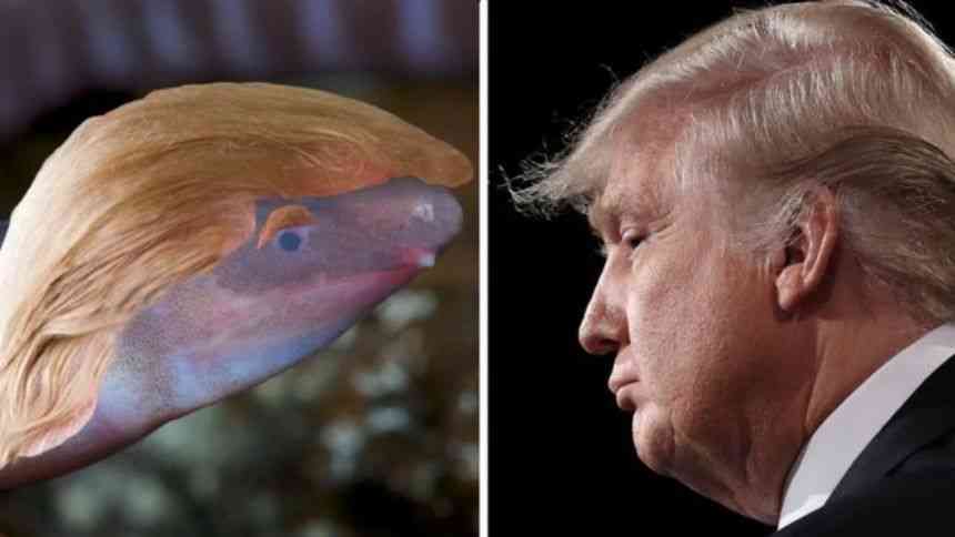 Donaldtrumpi: A Newly Discovered Creature is Named